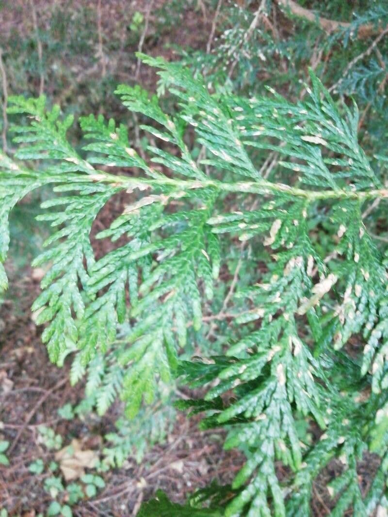 Zerav obrovský 20