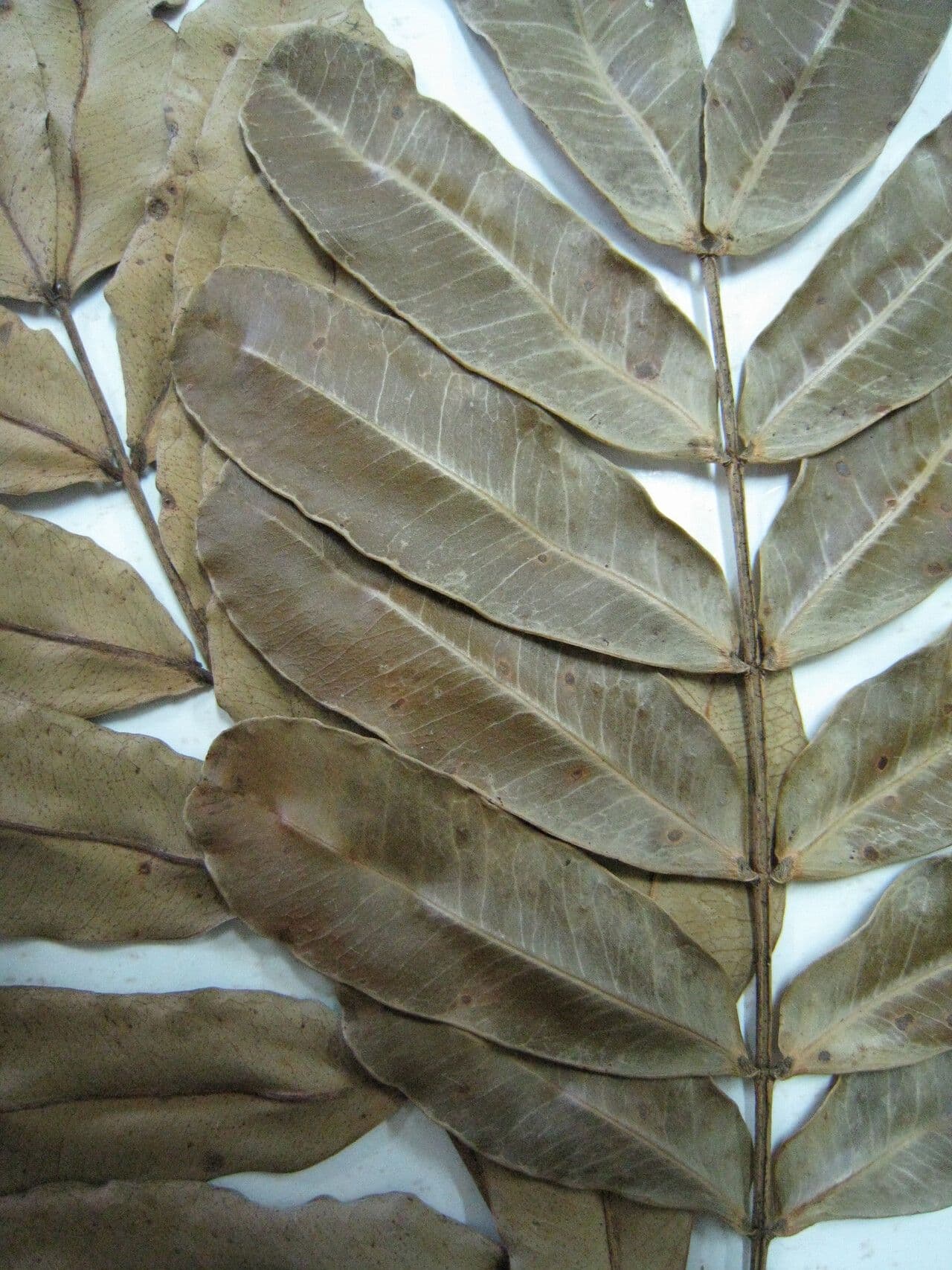 Macrolobium 4