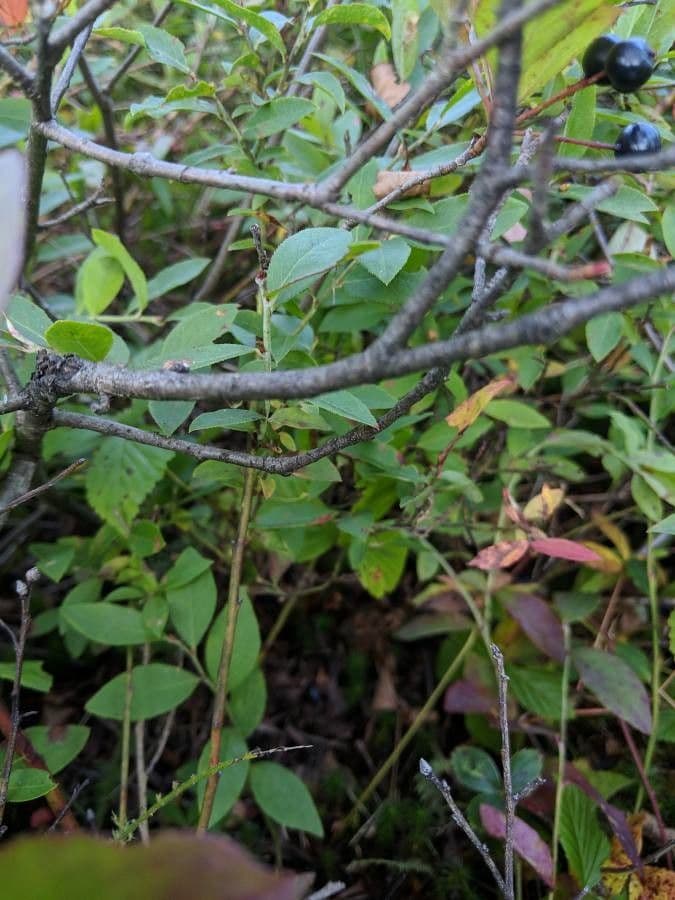 Aronia nera 21