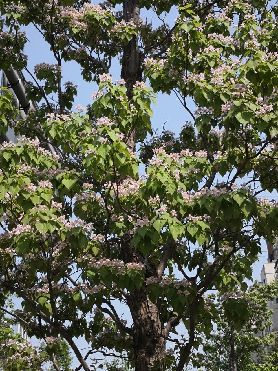 Catalpa di Bunge 9