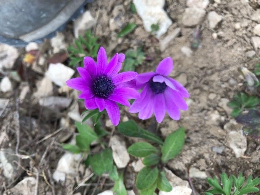 Anemone dei giardini 4
