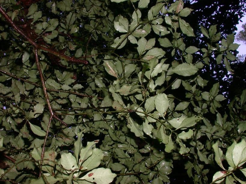 Psicotria del Chagres 7