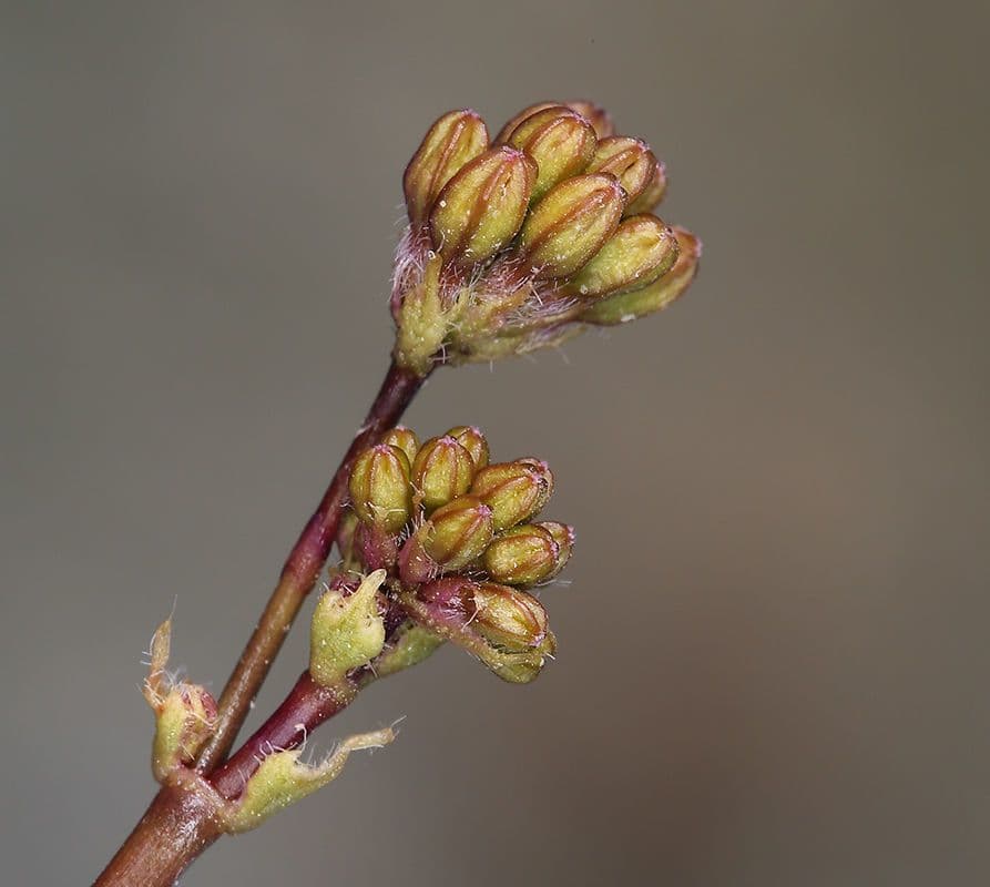 Anulocaulis 2