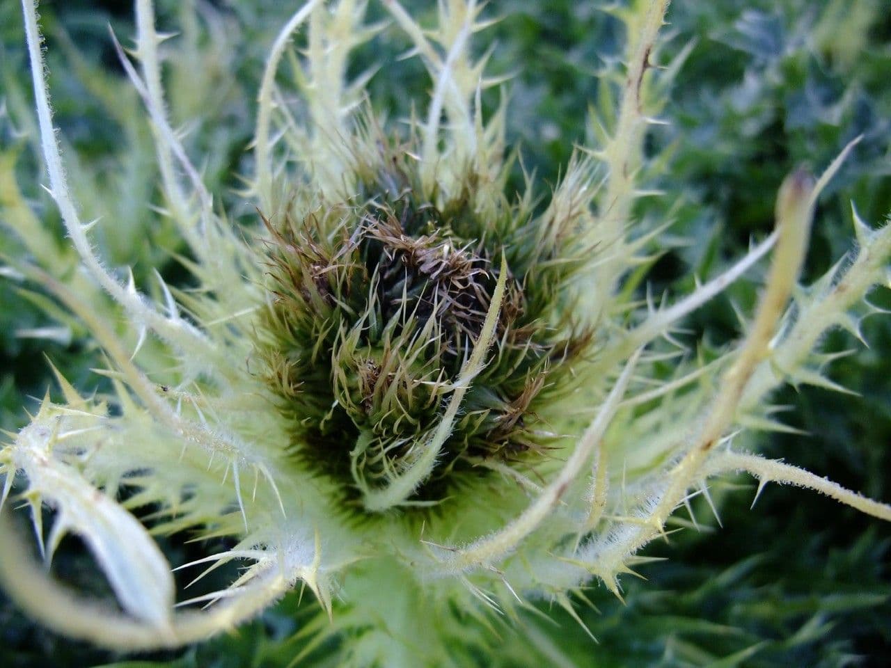 Cardo spinosissimo 5