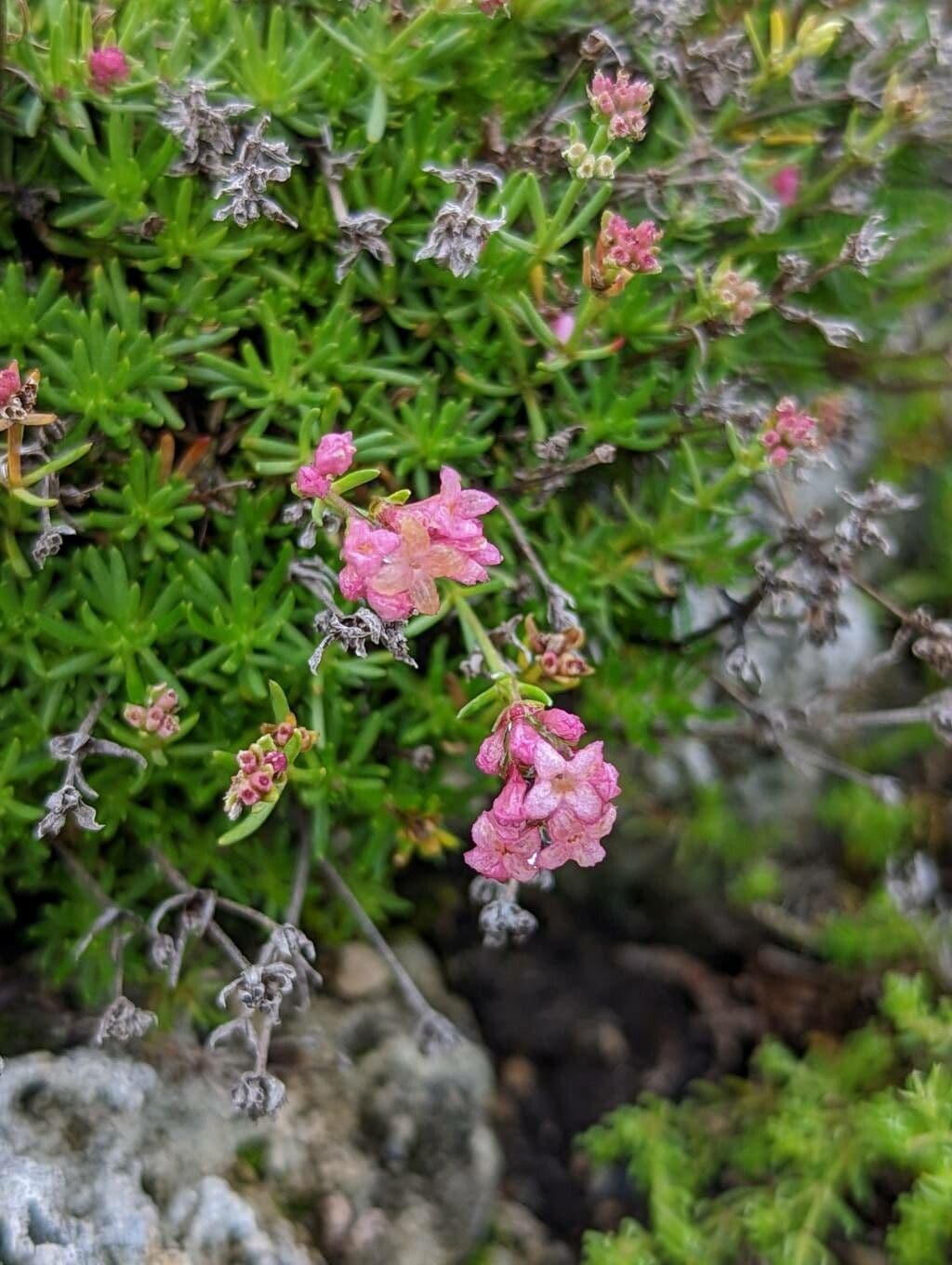 Asperula 2