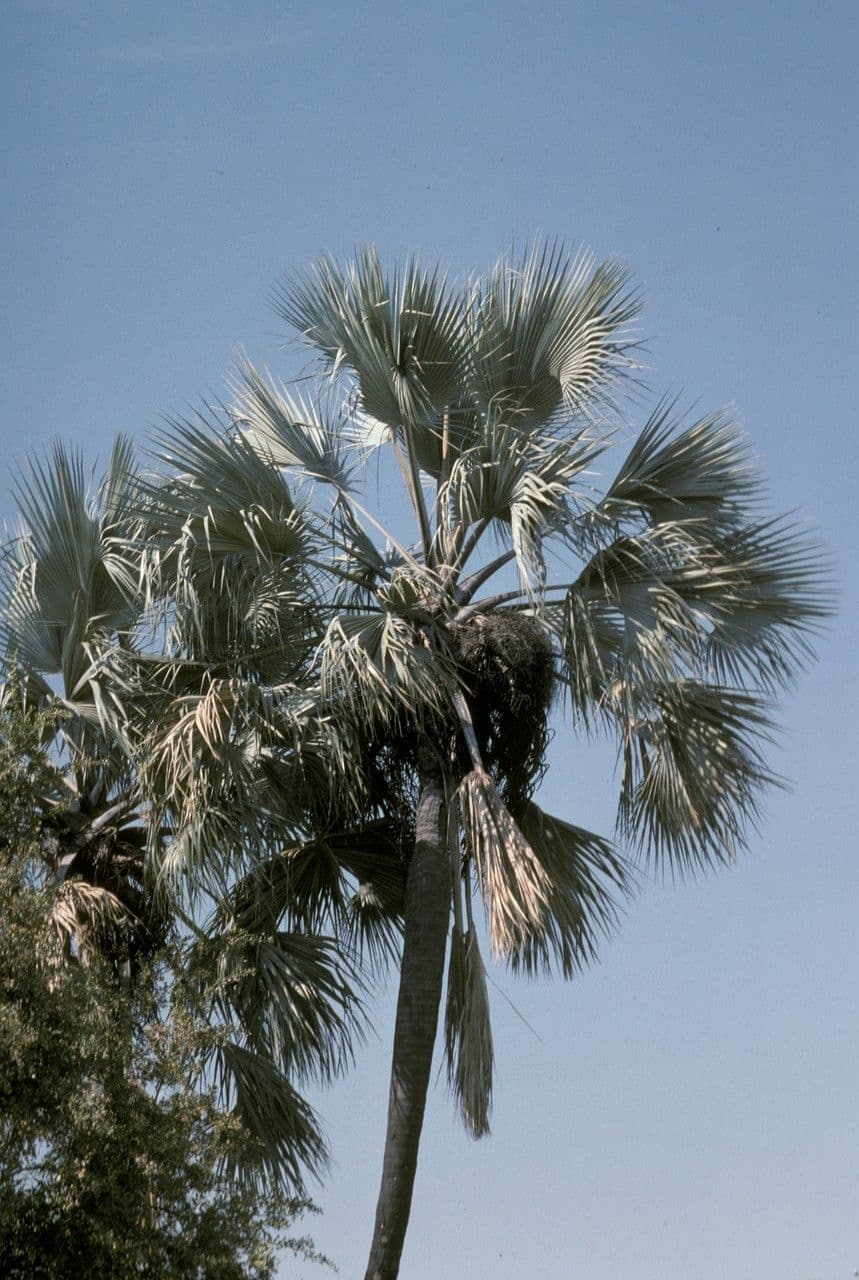 Makalani-Palme 4