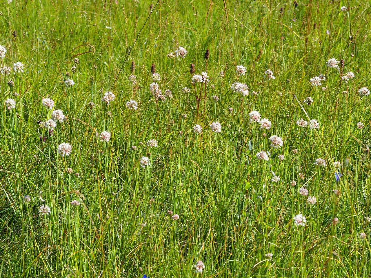 Allium suaveolens 14