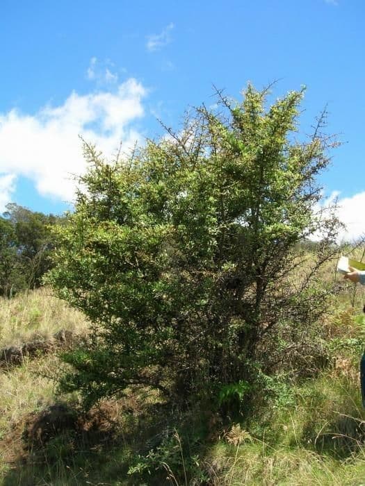 Pyracantha de Koidzumi 11