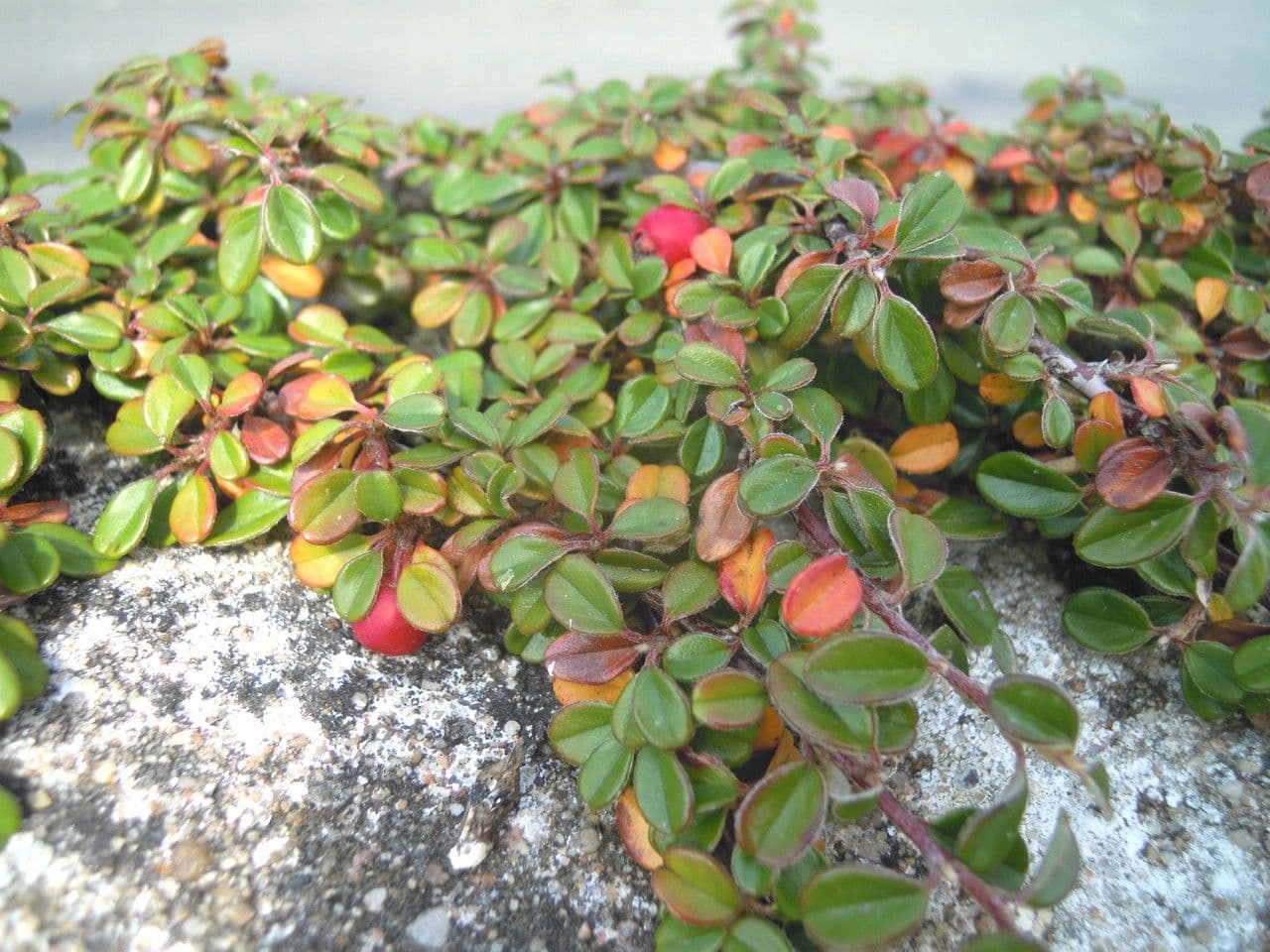 Cotoneaster de hoja entera 12