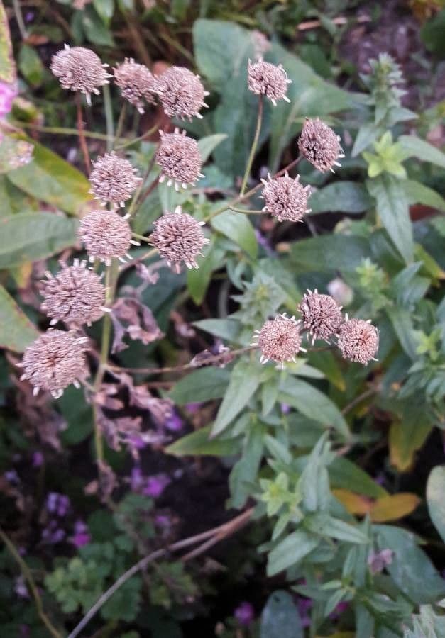 Mutterkraut 5