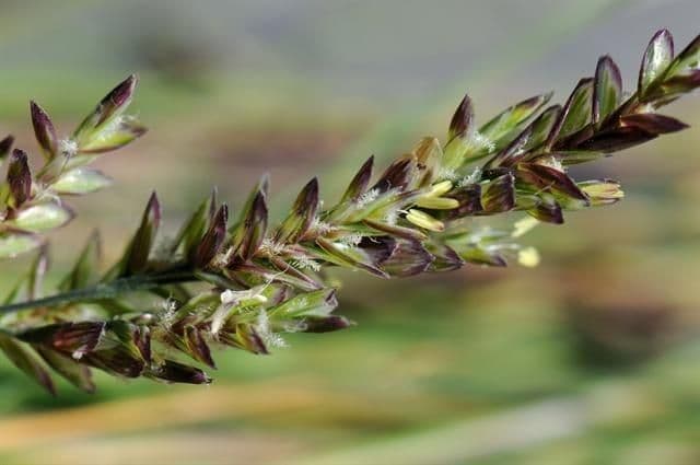 Andelgras 3