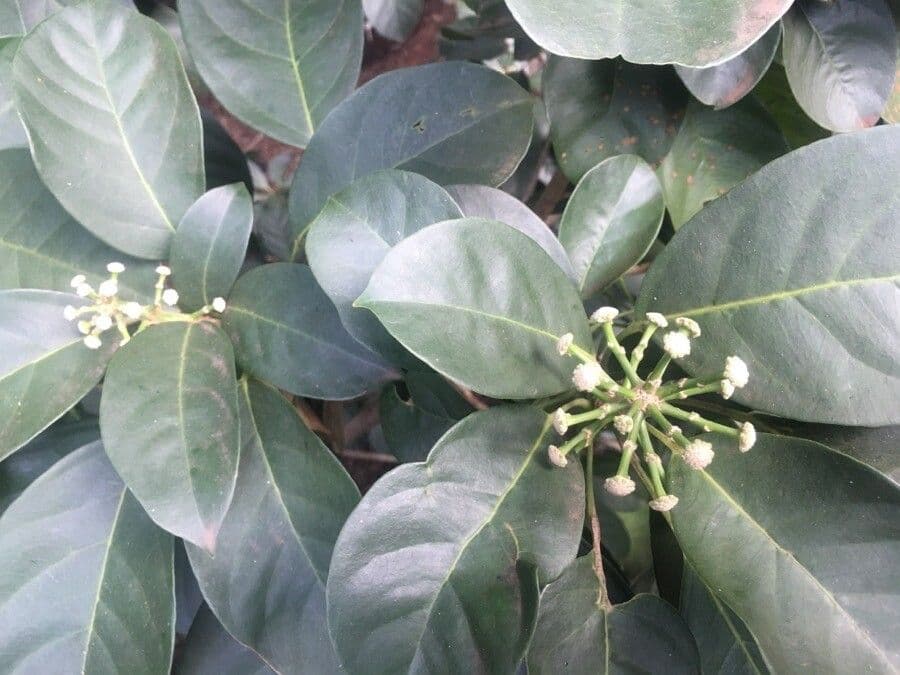 Dendropanax 4