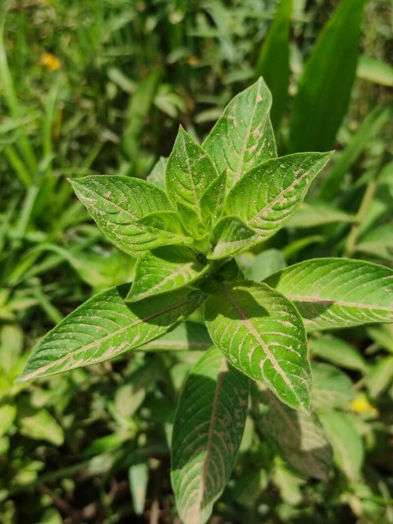 Peruvian primrose-willow 11
