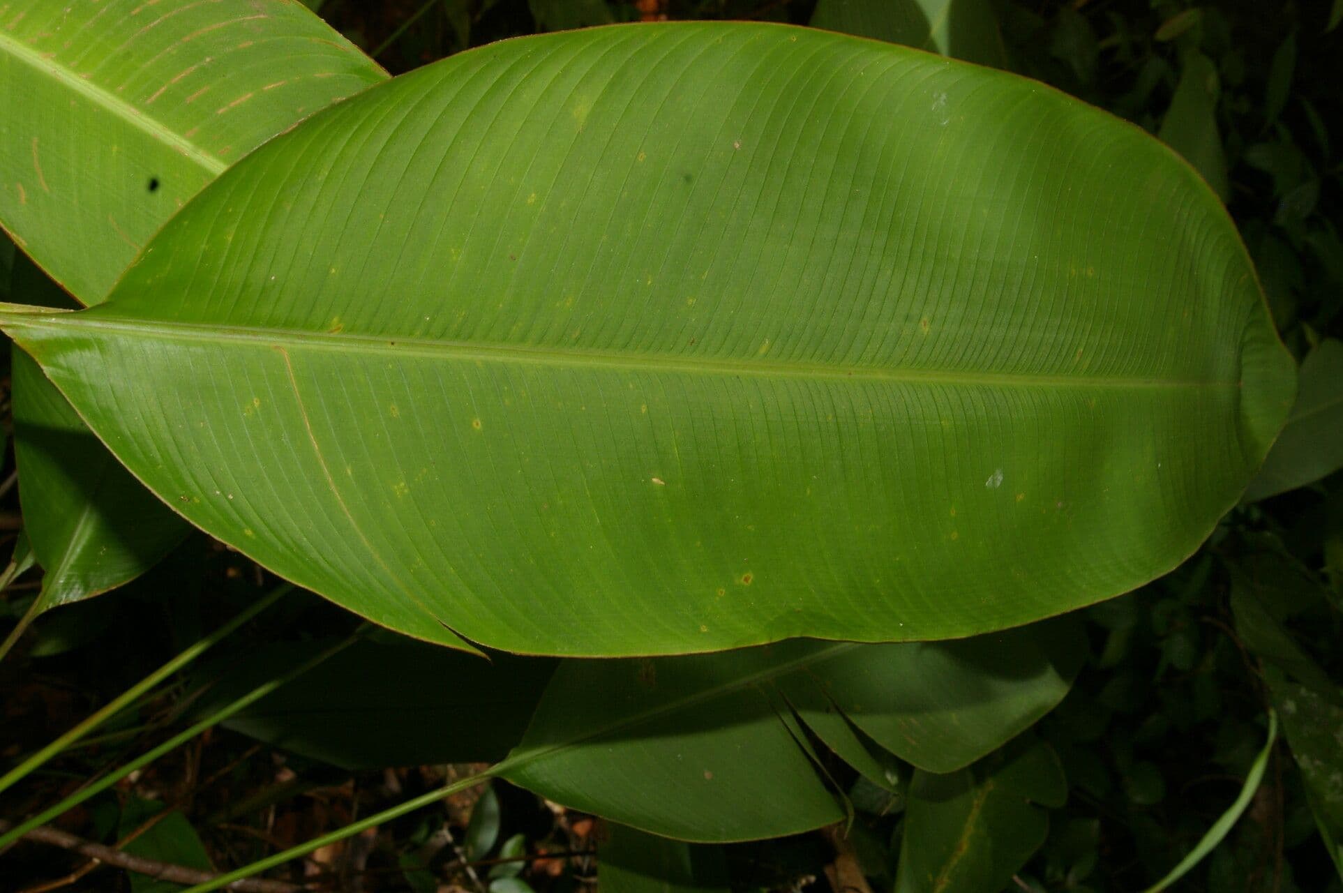 Plantain selvatico 11