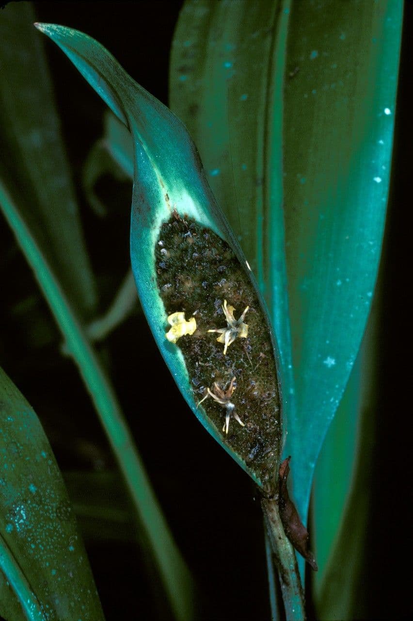 Spathanthus