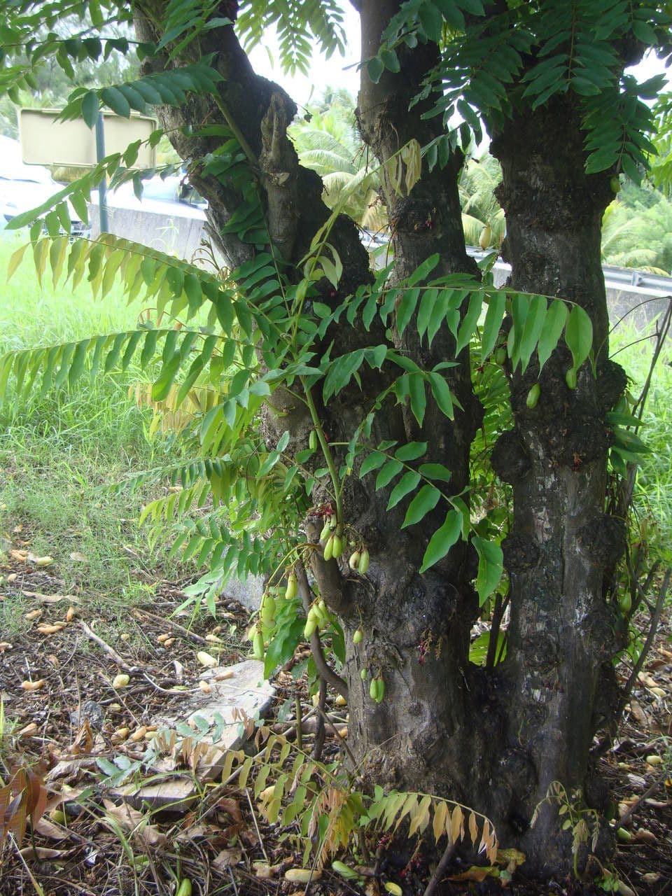 Bilimbi 15