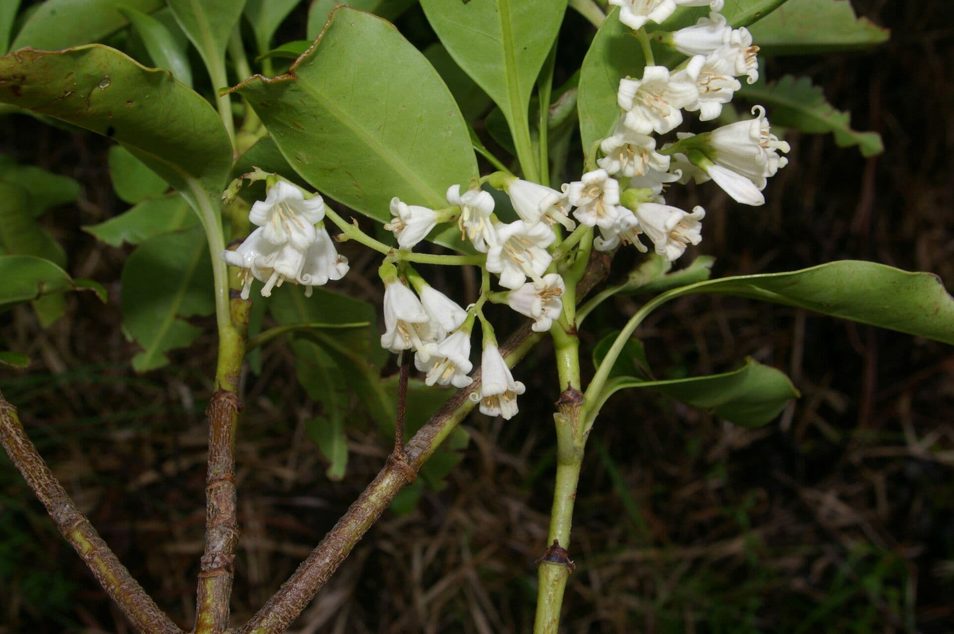 Chiococca 6