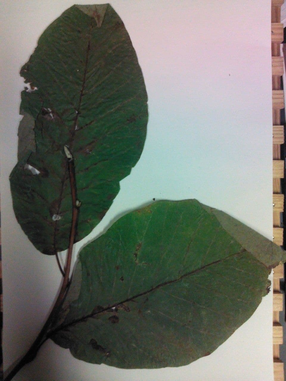 Magnolia acuminata 26