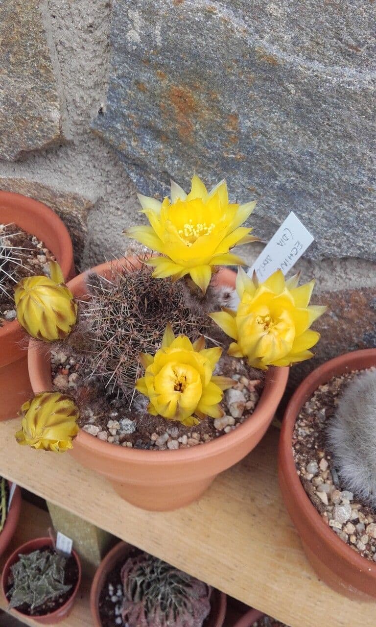 Goldene Osterlilienkaktus 12