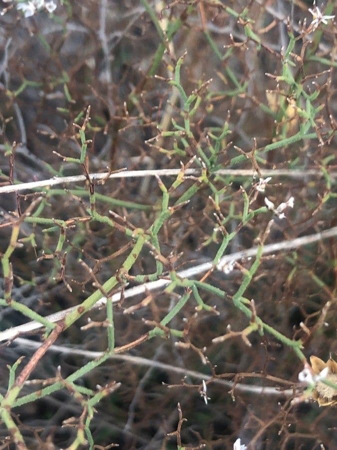 Limonio 7