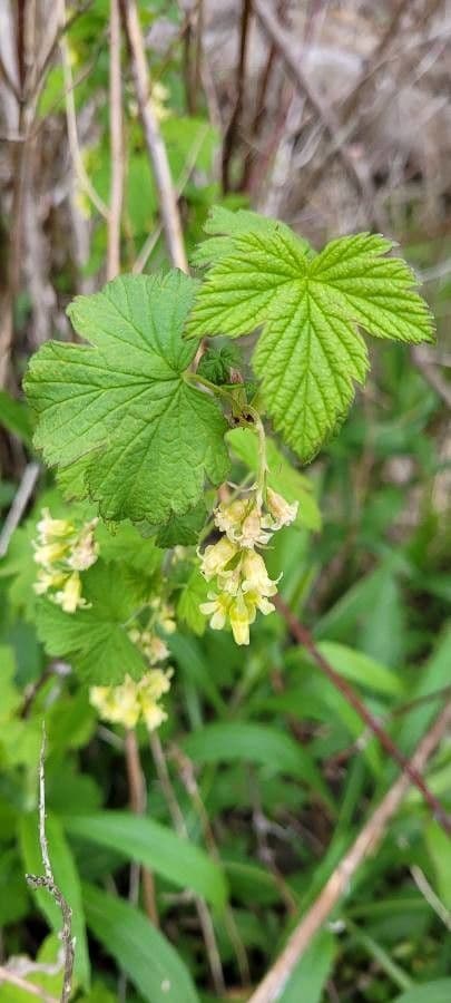 Ribes nero americano 14