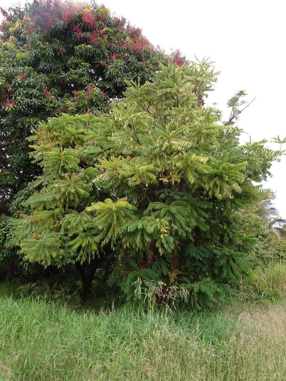 Bilimbi 14