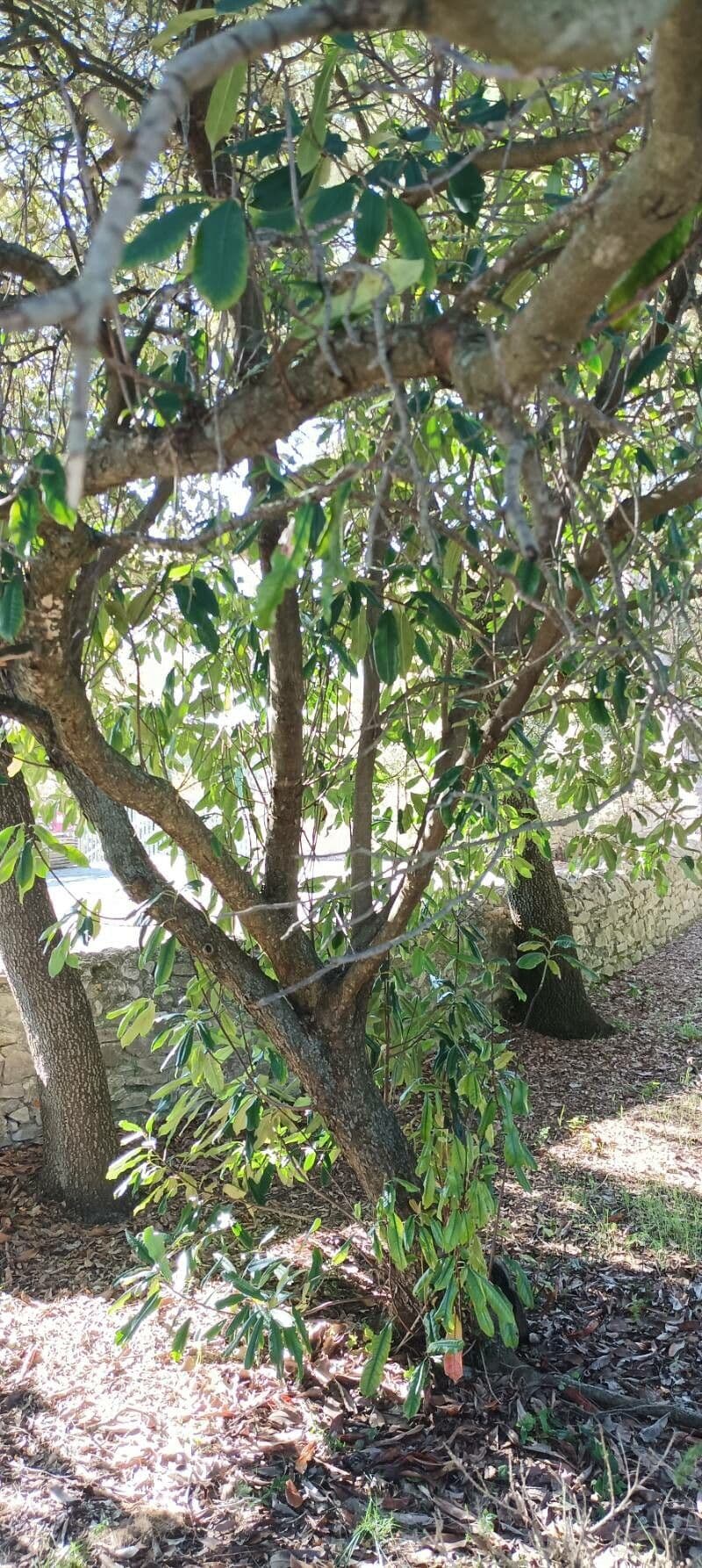 Photinia serrata 22