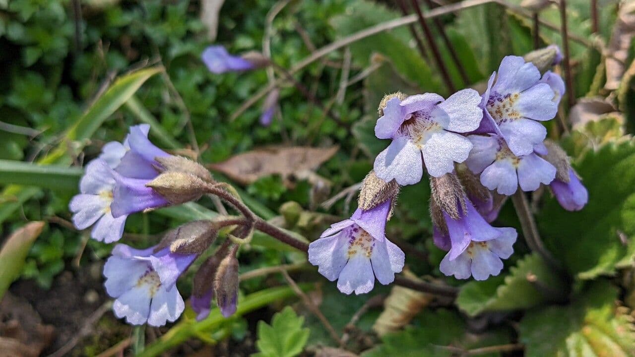 Haberlea 5