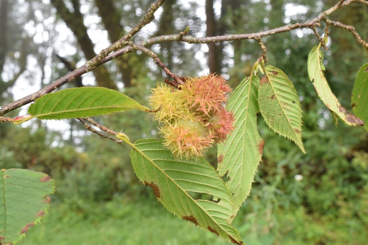 Himalayan hazel 9