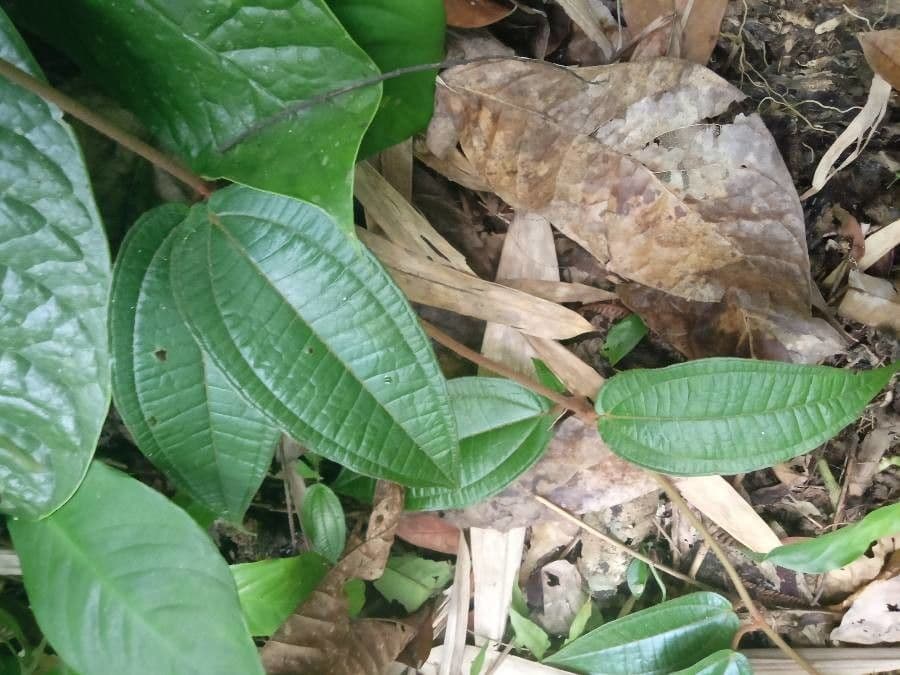 Matthaei-Miconia 8