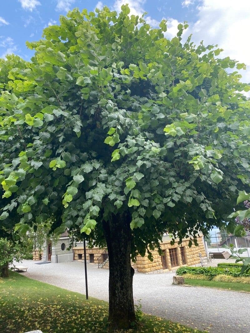 Sommer-Linde 12
