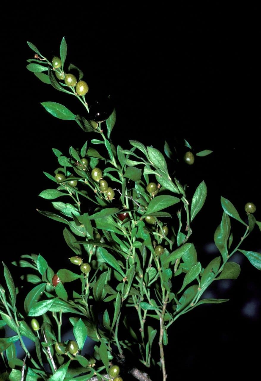 Condalia de Hookeri