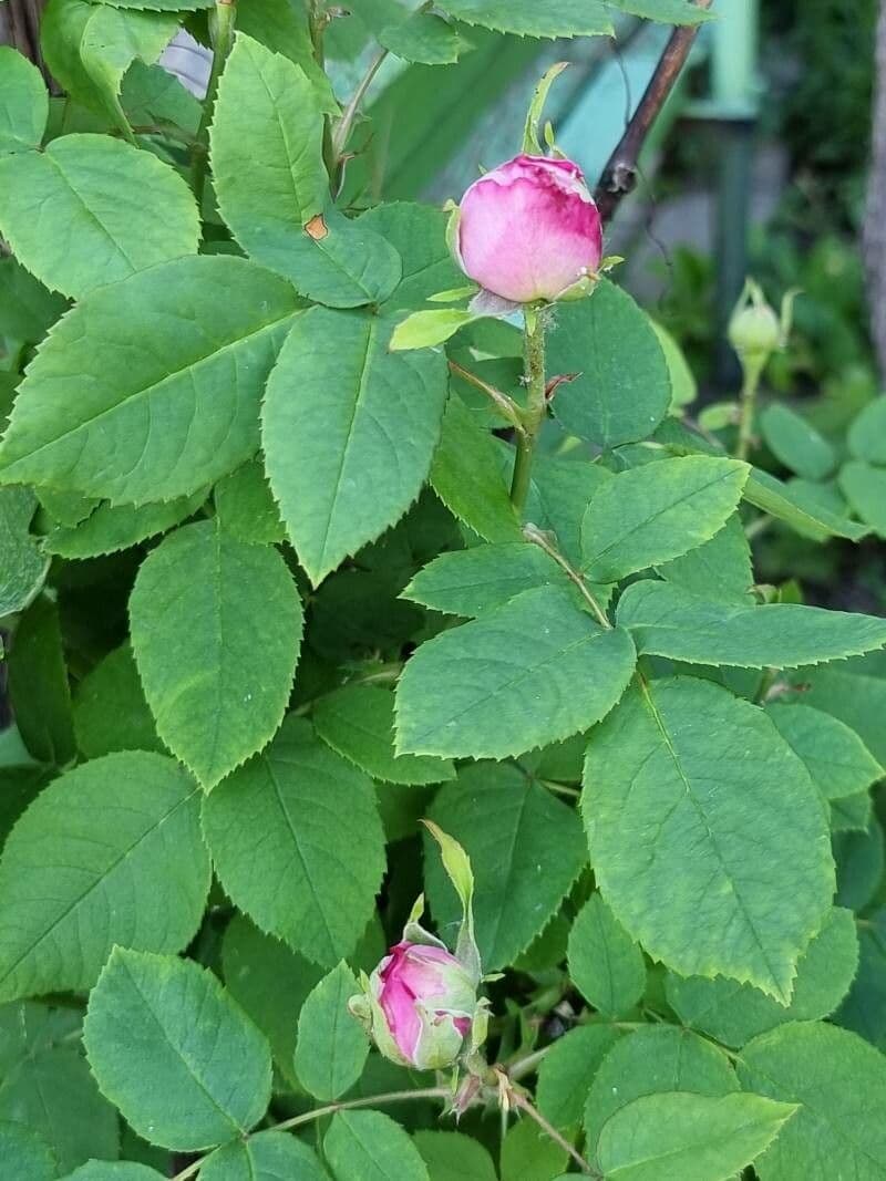 Rosa centifolia 9