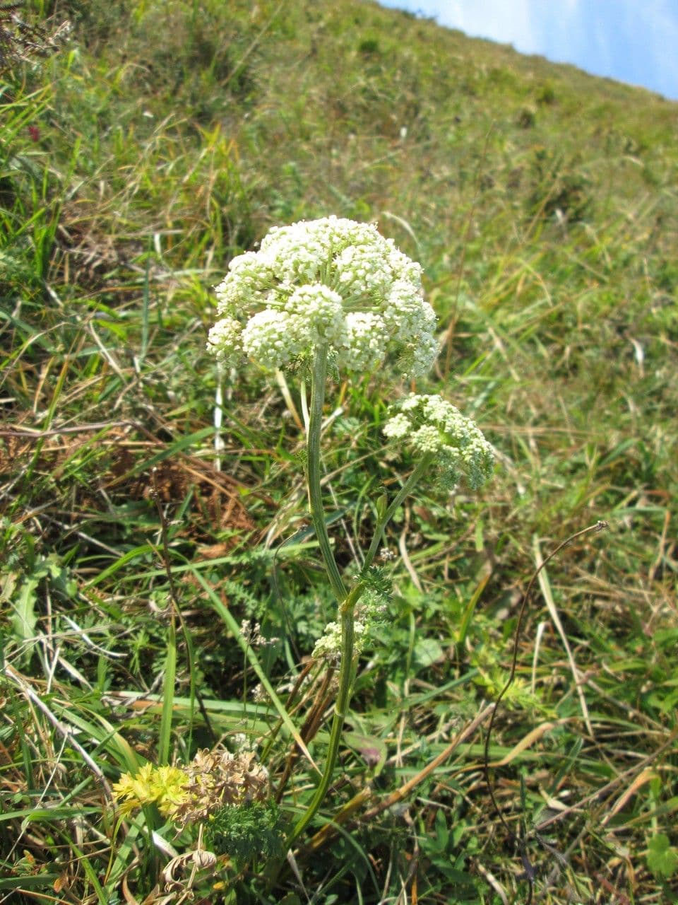 Endressia pyrenaica 5