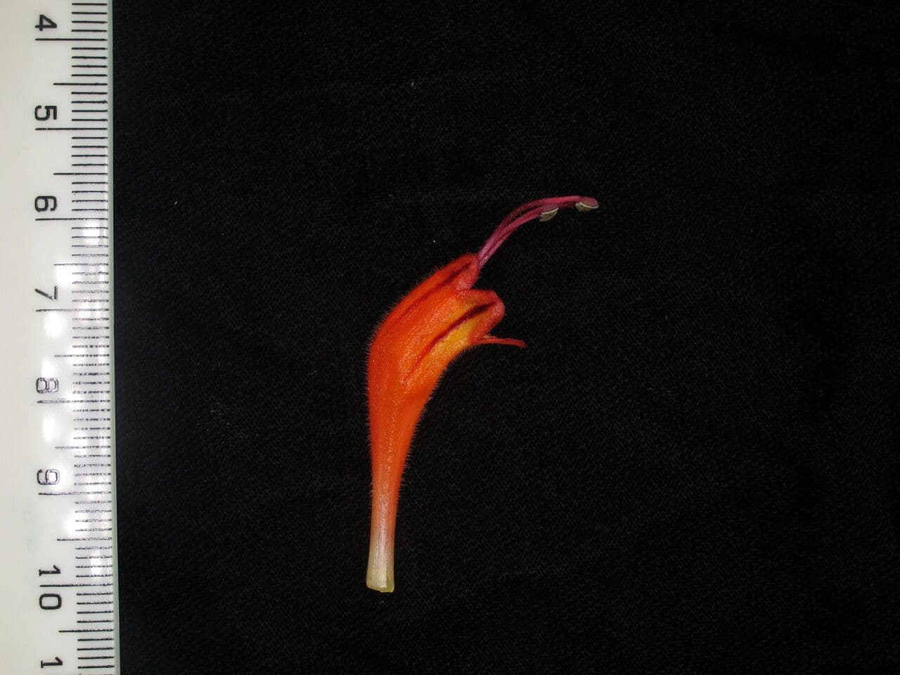 Aeschynanthus 7