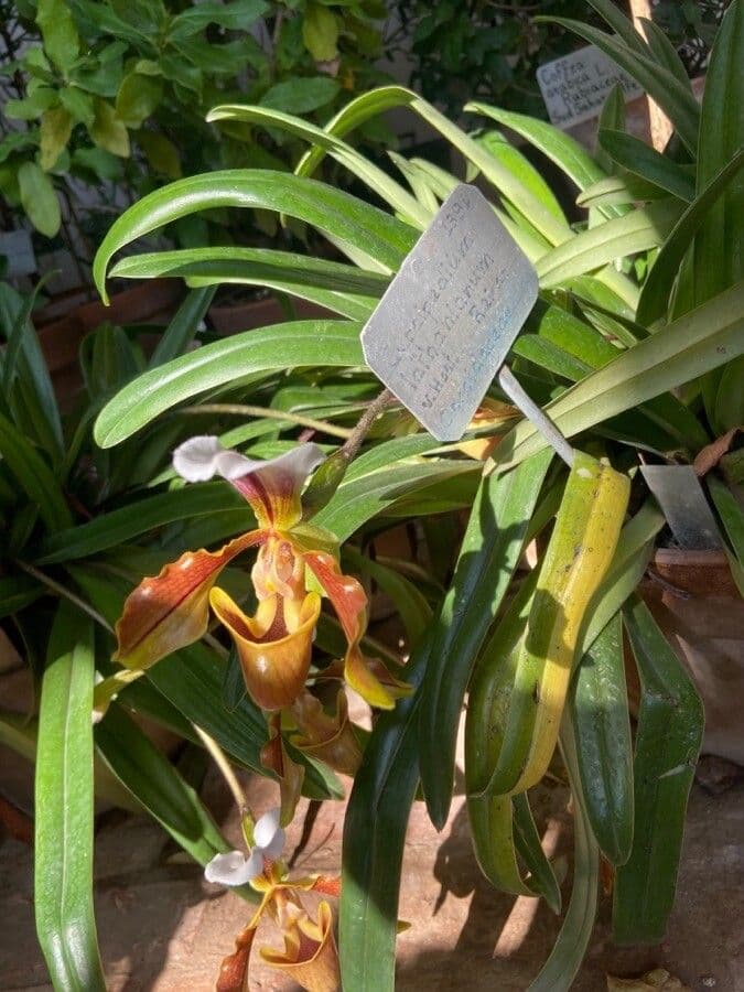 Paphiopedilum splendido 4