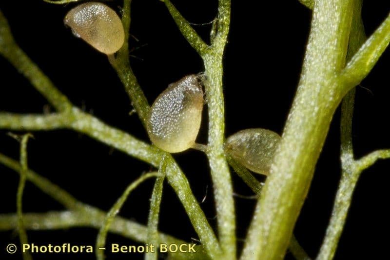 Erba-vescica minore 22