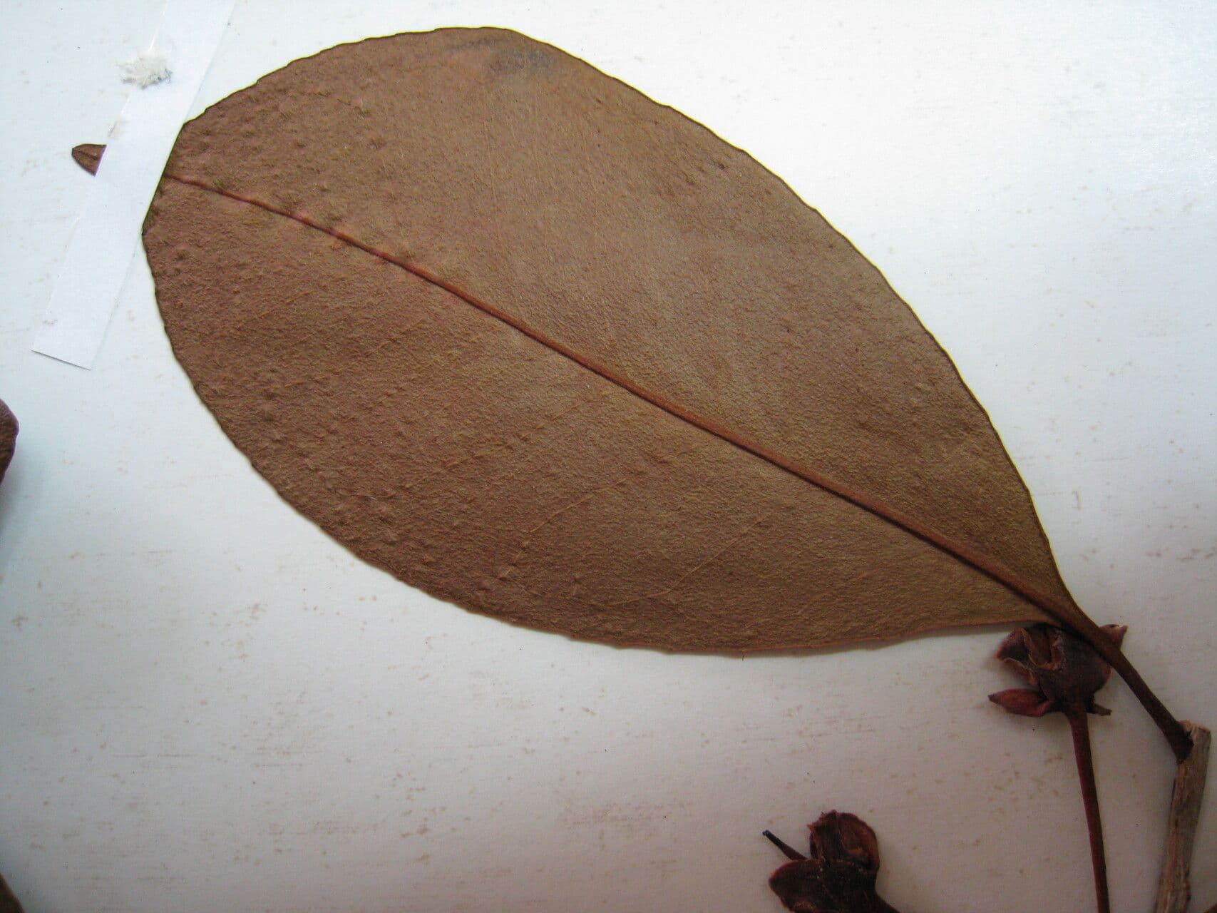 Ternstroemia delikatna 3