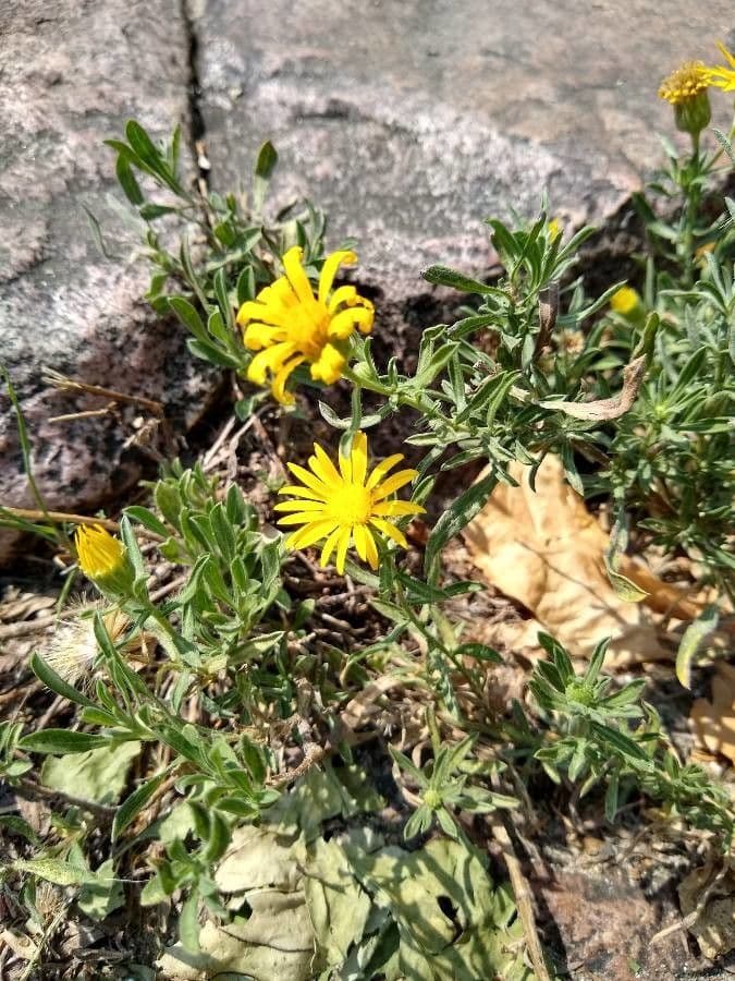 Heterotheca villosa 6