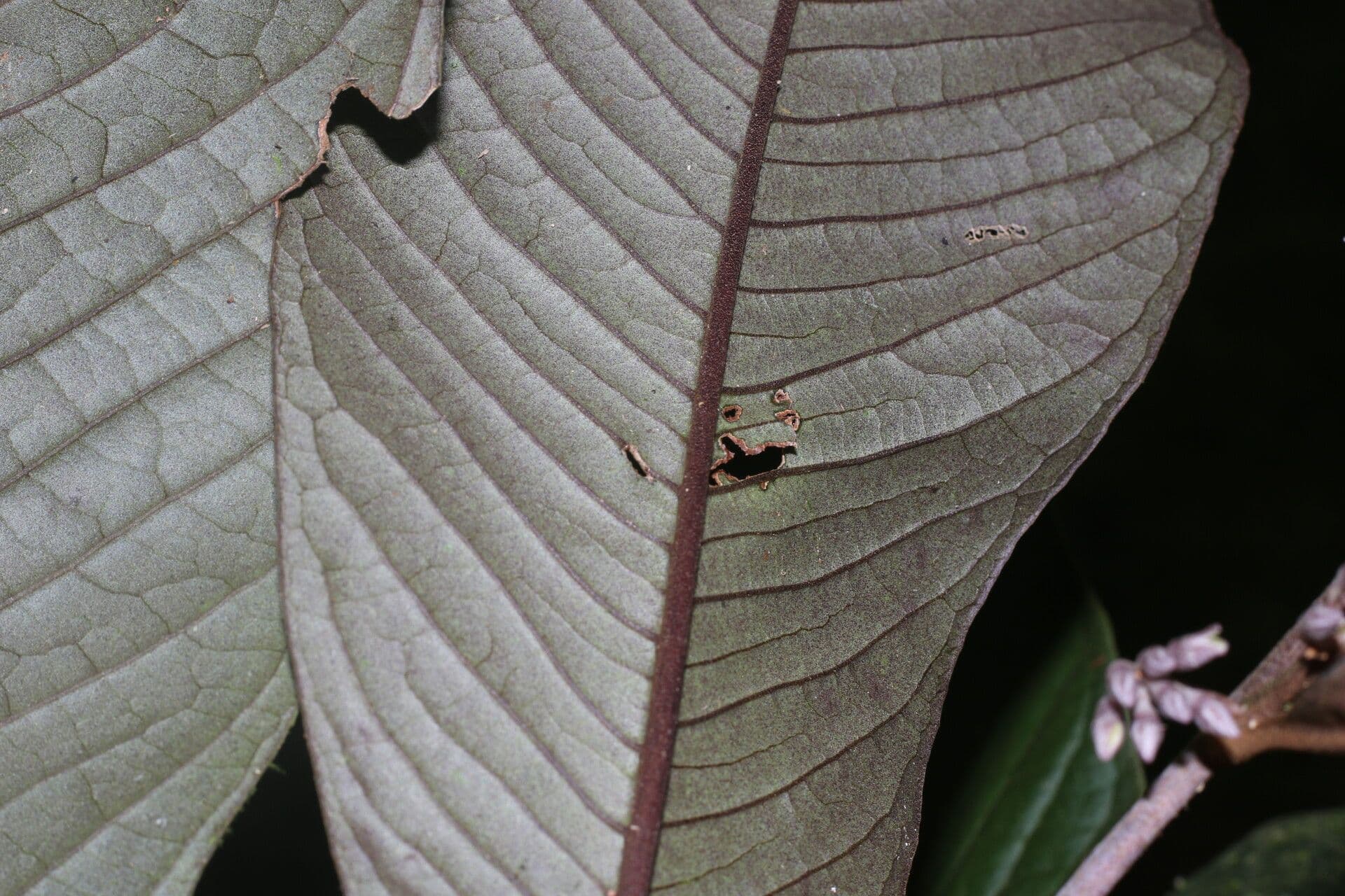 Ardisia 12