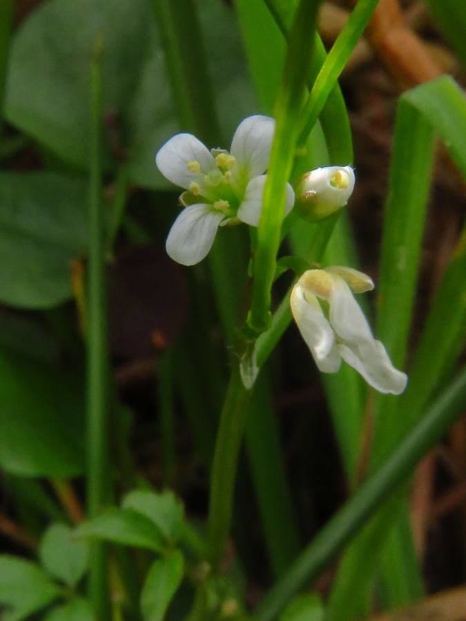 Cardamine flexueuse 6