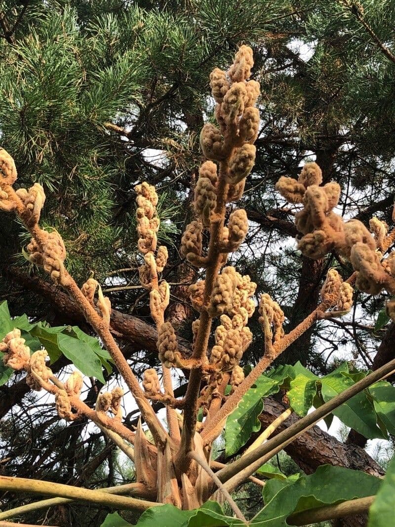 Tetrapanax papyrový 2