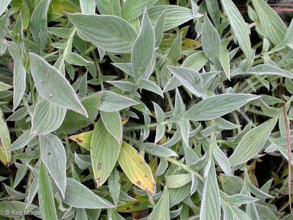 Phacelia 13