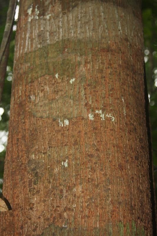 Tachigali 5