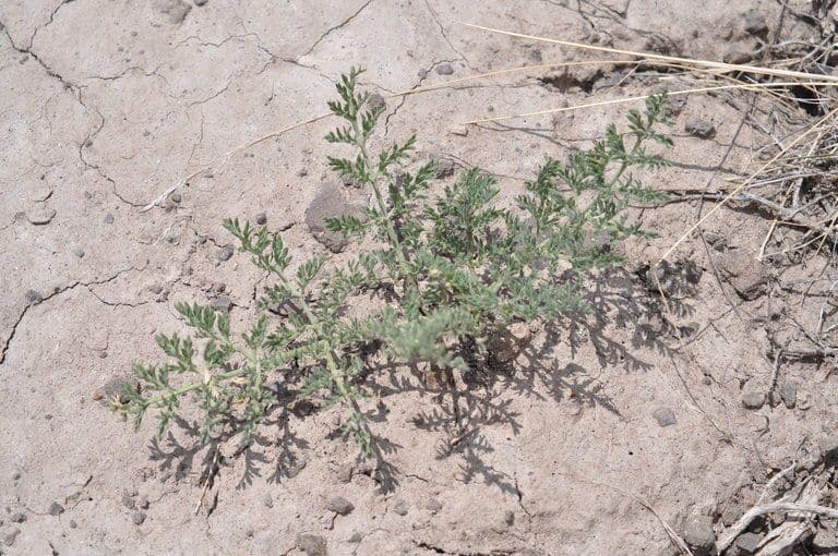 Lomatium 2