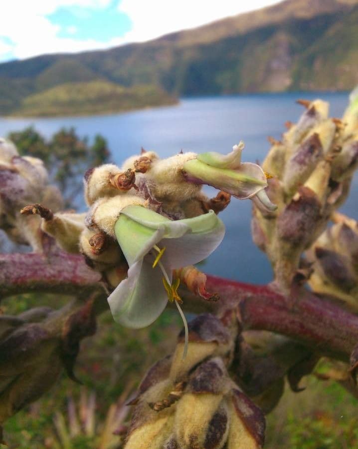 Puya 2