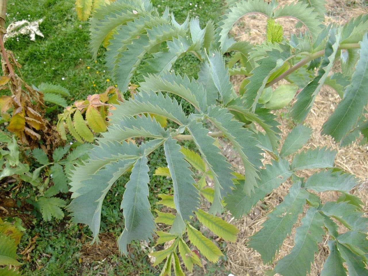 Melianthus maggiore 19