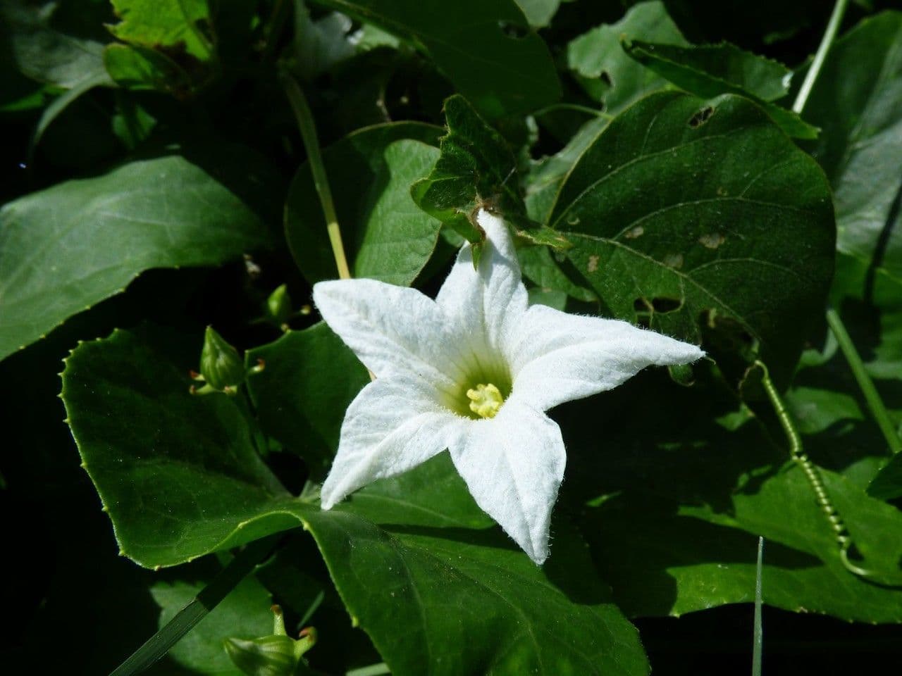 Melón escarlata 8