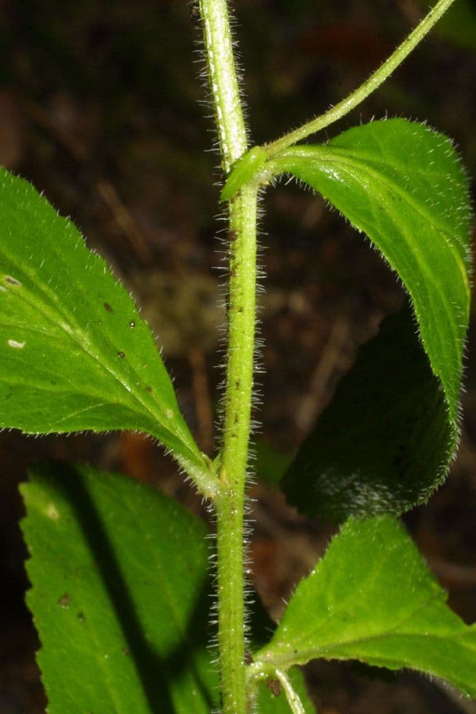 Lobelia 22