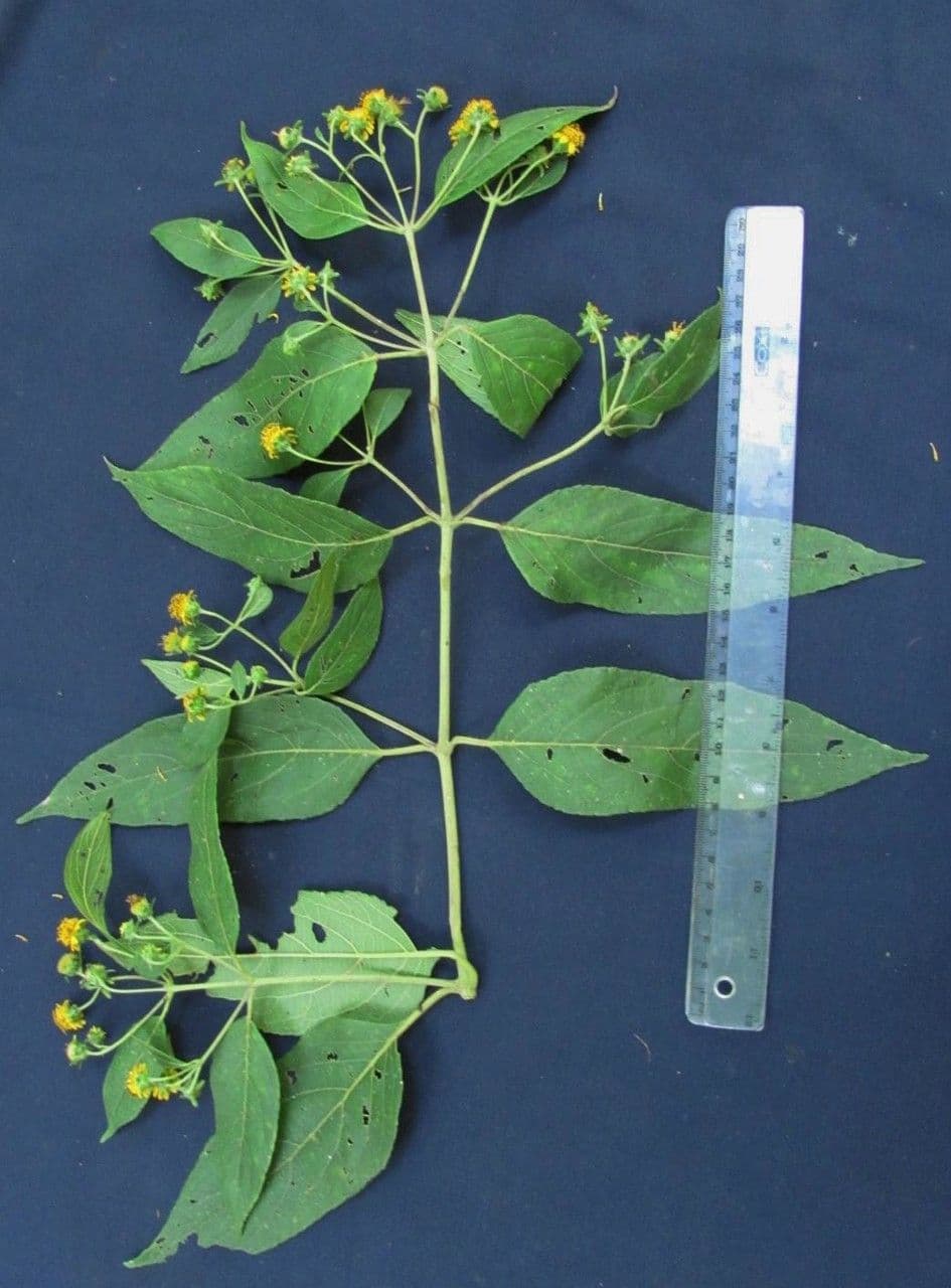Zexmenia 9
